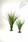 Preview: PANDANUS PLANT MEDIUM 1529N